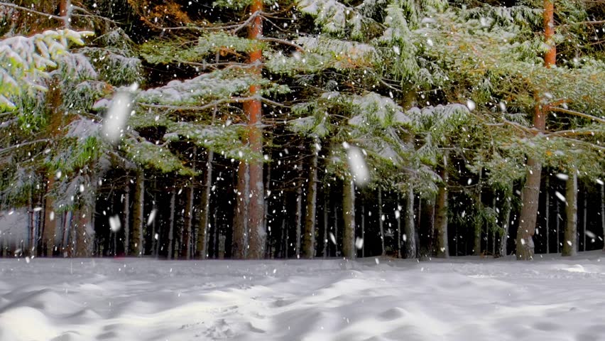 snowfall in the park forrest trees, fall of snow,snow,winter,trees, panning