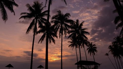 Tropical sunrise sky with palm trees silhouette