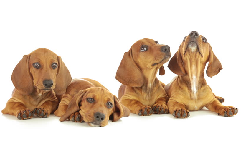 Young dachshunds are lying on a white background. Puppies are looking up,