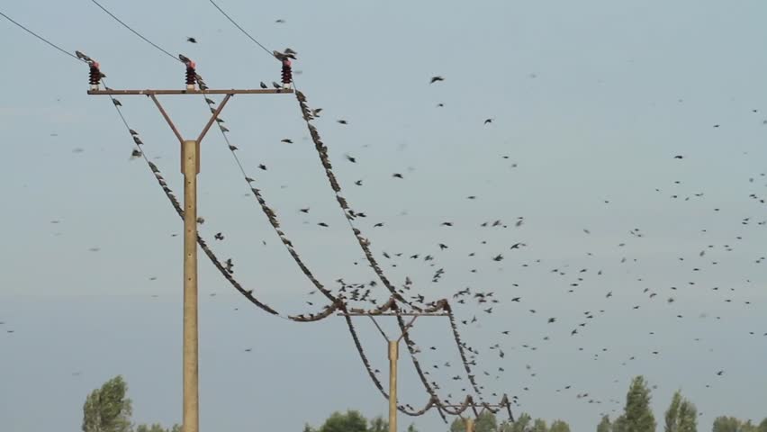 Starlings starting and landing on a power supply line