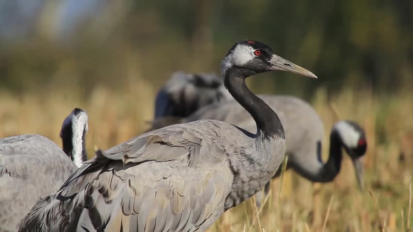 Closeup of Common Cranes while resting and feeding on corn 