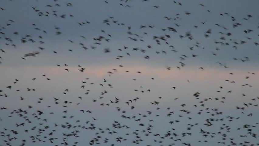 Large flock of Starlings