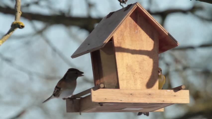 Greenfinch and Brambling feeding at a Bird Feeder