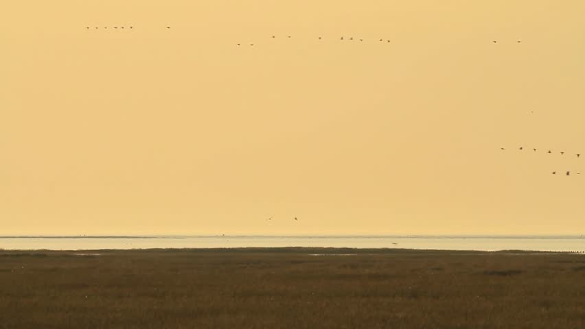 Large flock of geese at the coast at sunset