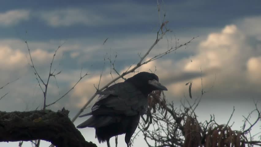 Black crow sitting on tree and there is nut