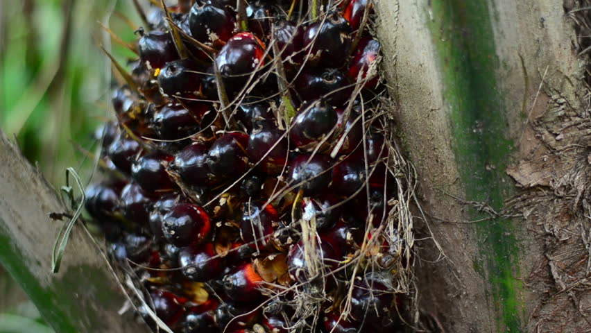 Checking palm oil nut for harvesting