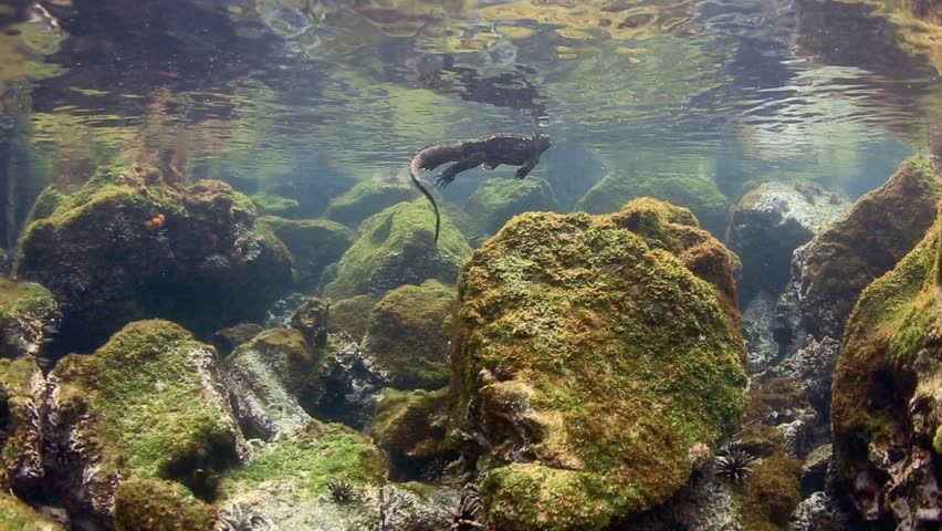 marine iguana amblyrhynchus cristatus swimming underwater Stock Footage