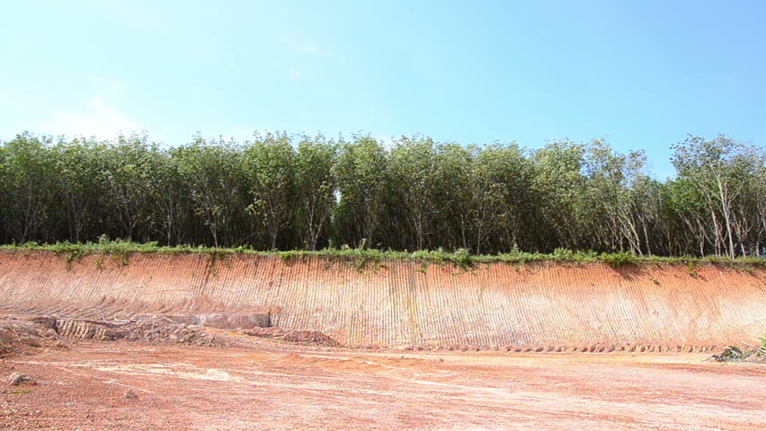 Soil damage with plantation 