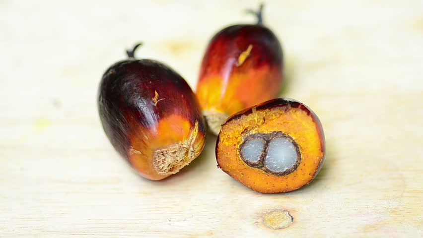 Oil palm nut isolated with hand selected