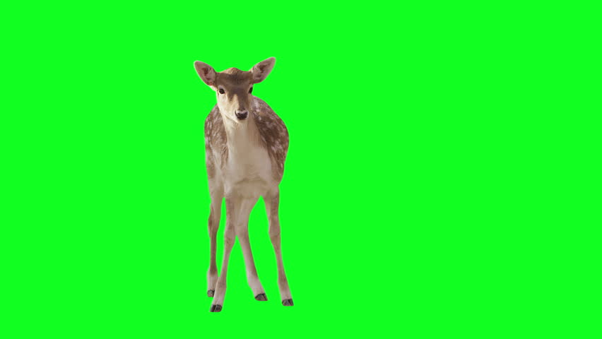 deer screen