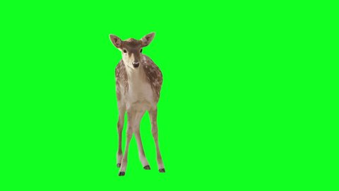 Deer on green screen. Alpha channel included. Shot with red camera ready to be keyed.