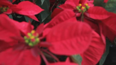 Christmas star red poinsettia garden with green leaves - christmas flower
