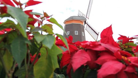 Christmas star, red poinesettia garden  and  wind turbine - christmas flower