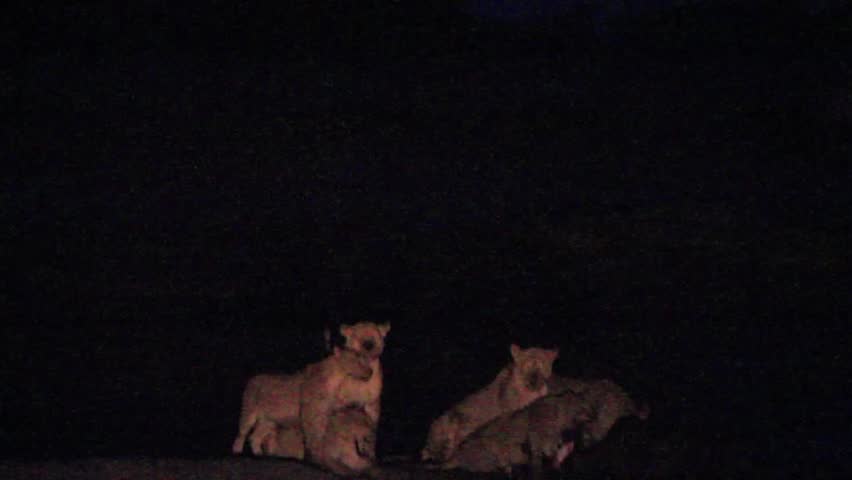 pack hyenas attacking lioness cecil's adolescent Stock Footage Video