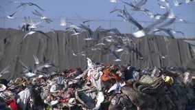 ENVIRONMENTAL LANDFILL GARBAGE DUMP AND RECYCLING WITH SEAGULLS AND BIRDS FLOCKING HD HIGH DEFINITION STOCK VIDEO CLIP 7 1080 1920X1080