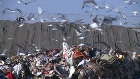 ENVIRONMENTAL LANDFILL GARBAGE DUMP AND RECYCLING WITH SEAGULLS AND BIRDS FLOCKING HD HIGH DEFINITION STOCK VIDEO CLIP 1 1080 1920X1080