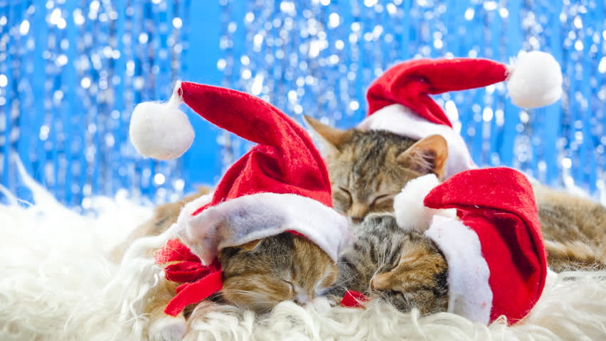 Christmas Santa Cat Stock Footage Video (100% Royalty-free) 5244917 ...