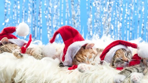 Christmas Santa Cat Stock Footage Video (100% Royalty-free) 5244923 