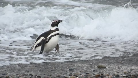 Magellanic Penguin (Spheniscus magellanicus) walking on Patagonia beach. Natural habitat