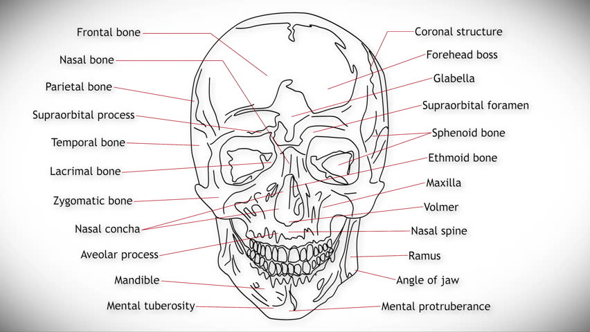 Лоб кость. Cranial structure. Skull structure. The structure of the Human Skull.