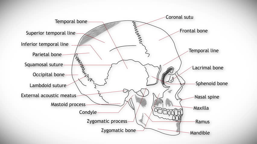 postview skull scructure