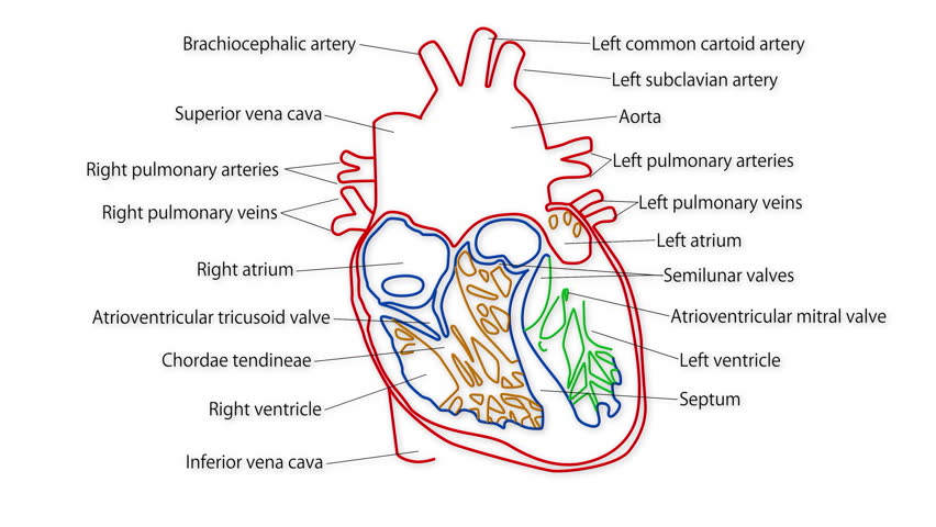 download free structure of heart download free structure of heart