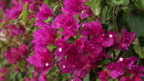 Bougainvillea Flowers Texture Background Red Flowers Stock Photo ...