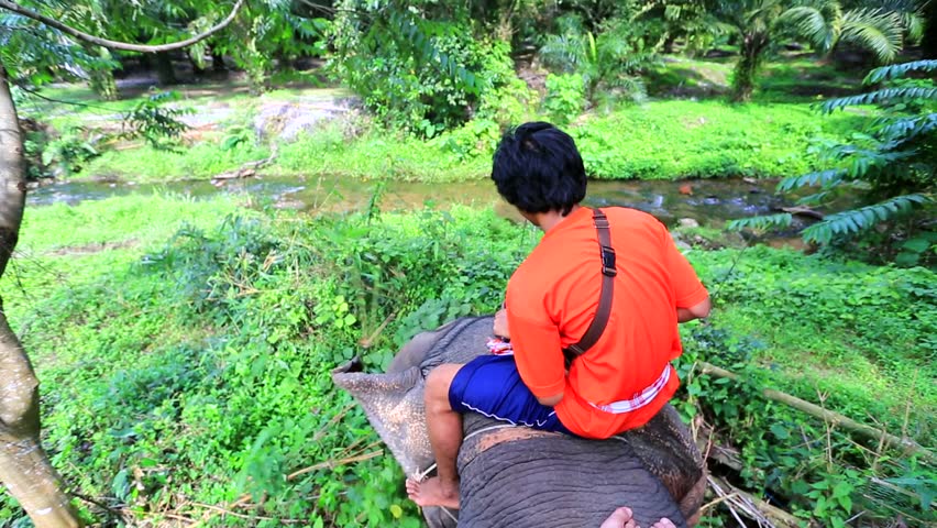 KRABI - CIRCA DECEMBER: Mahout rides an elephant. Elephant stop to eat. View
