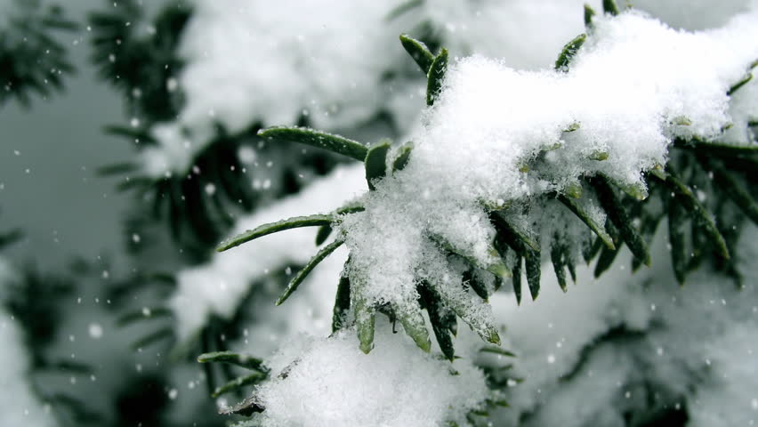 Detail of trees in winter and falling snow particles created using real snow