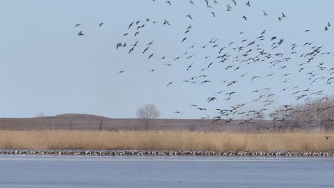 Hundreds of White-fronted and Red-breasted geese landing in the frozen lake. Geese fly over a lake in the morning. Taken at Durankulak lake and Shabla lakes, Bulgaria. 