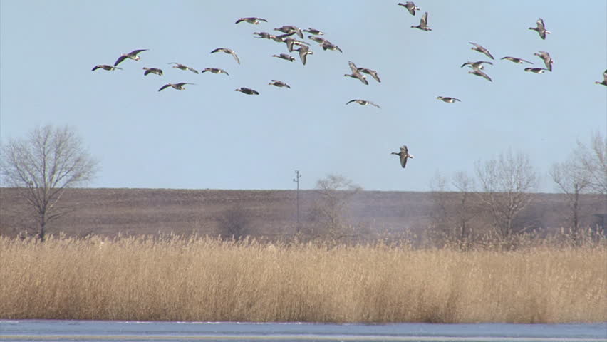 Hundreds of White-fronted and Red-breasted geese landing in the lake. Geese fly over a lake in the morning. Taken at Durankulak lake and Shabla lakes, Bulgaria. 