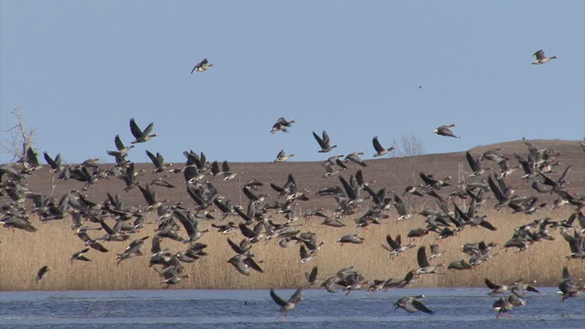 Hundreds of White-fronted and Red-breasted geese flying out. Geese fly over a lake in the morning. Taken at Durankulak lake and Shabla lakes, Bulgaria. 
