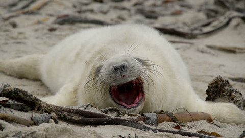 A sweet little one day old grey seal pup yawns. Funny scene. 11259 
