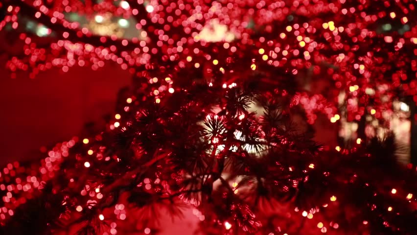 Christmas lights on a tree during the christmas season