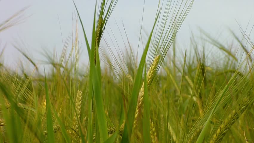 Green wheat growing in the field. 