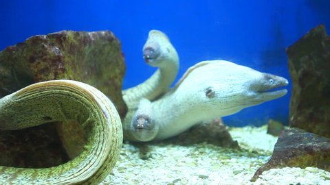 Group of moray eels swimming in aquarium