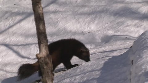 Wolverine wandering through a forest in winter.