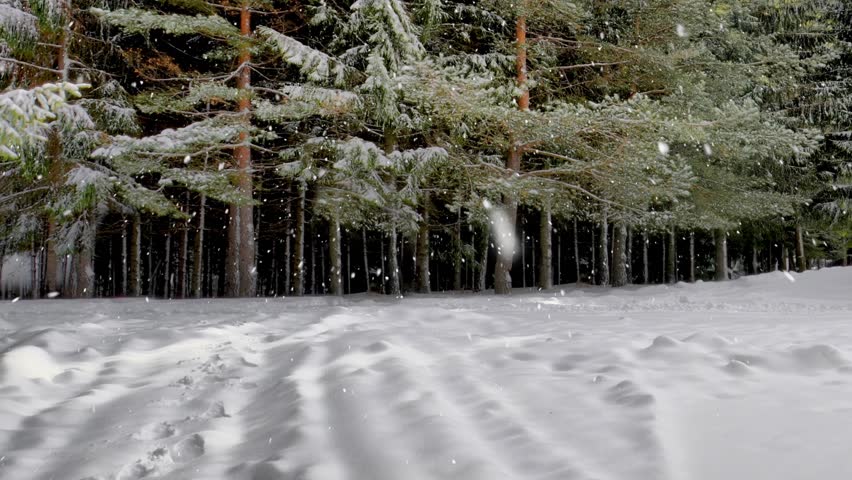 Snow. Falling snowflakes among pine tree forrest. Winter design concept. Panning