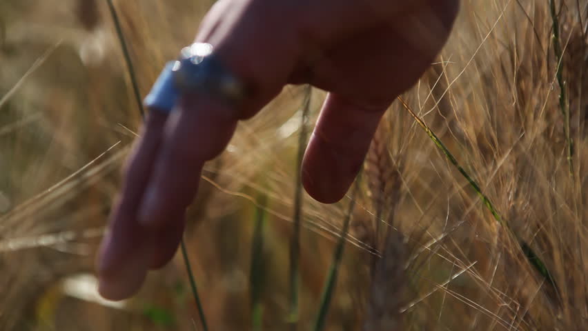 Male hand is gliding over crop field