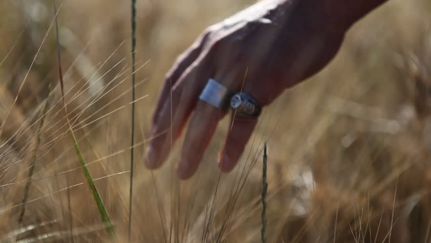 Male hand is gliding over crop field