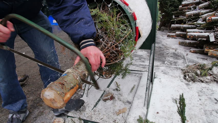 A man saws a Christmas tree in preparation for delivery.