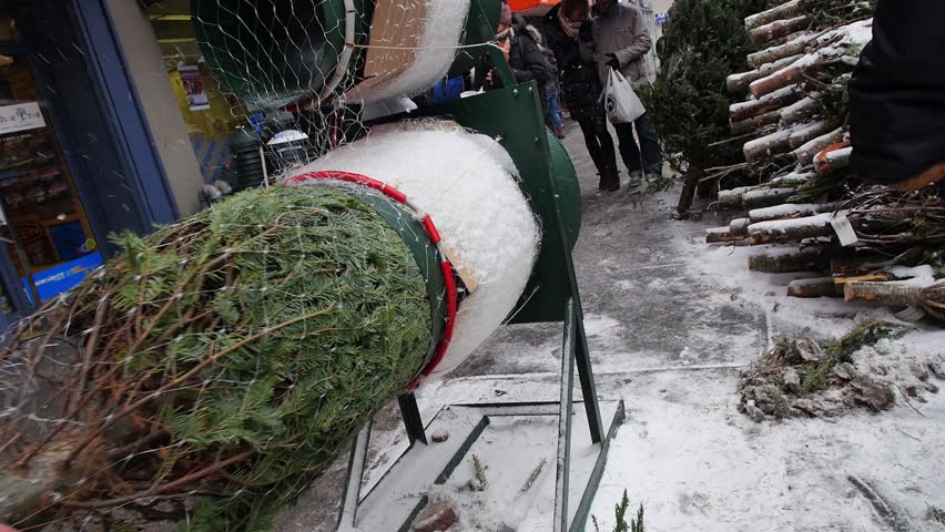 NEW YORK CITY - Circa December, 2013 - A Christmas tree salesman wraps a tree