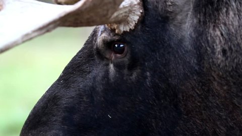Eyes of the black moose that has big antlers. The black moose is so big and its skin is so shiny.