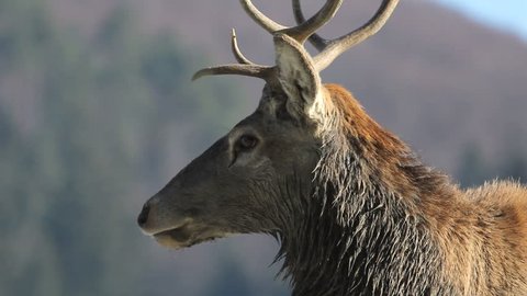 Beautiful stag portrait shaking head