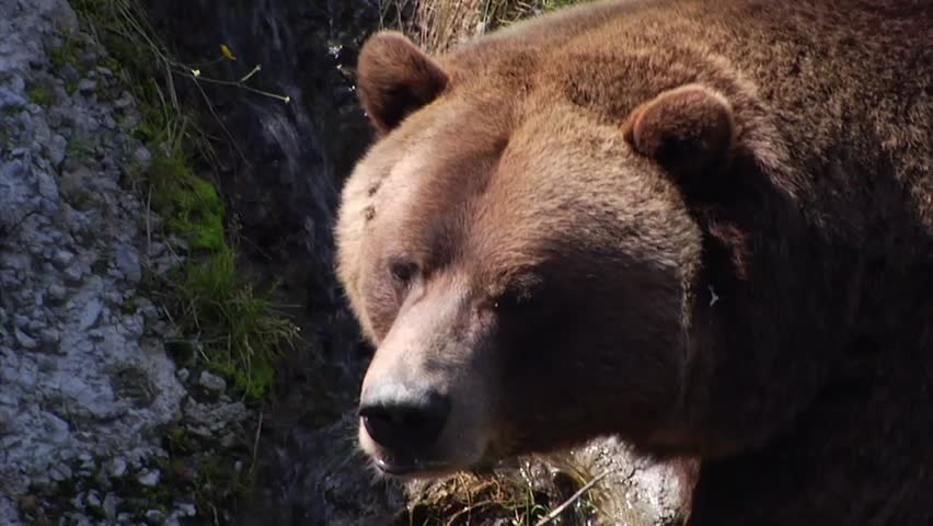 Grizzly bear standing in small rocky stream after taking a drink.