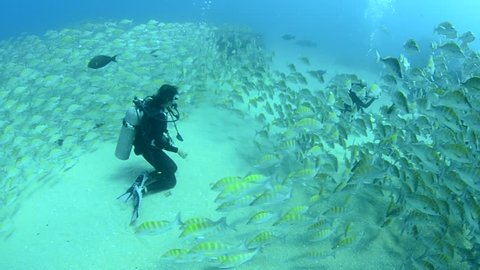 Graybar grunt (Haemulon sexfasciatus), forming a school in a shipwreck, reefs of Sea of Cortez, Pacific ocean. Cabo Pulmo, Baja California Sur, Mexico. Cousteau named it The world's aquarium.