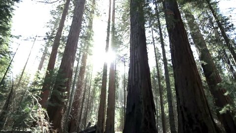 Sunlight streaming through impressive giant redwood trees in Yosemite National Park, California.