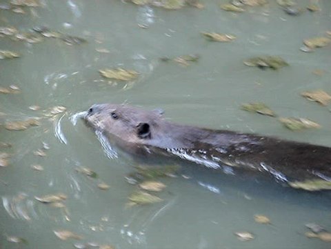 A beaver swiming