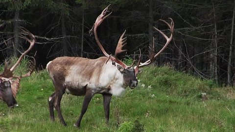 Two caribou graze together on the edge of a forest.