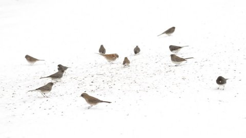 Juncos feast on a bright snowy yard... it looks like they're in a white void! 